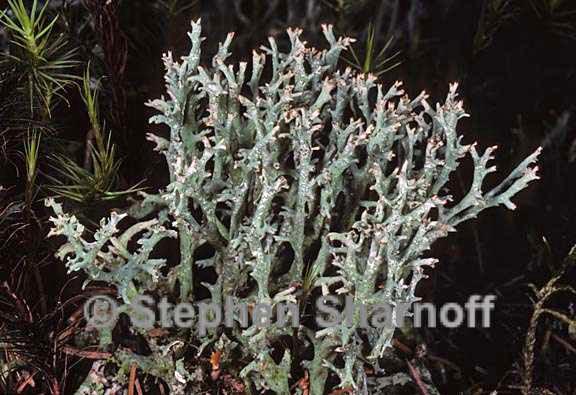 cladonia turgida 6 graphic