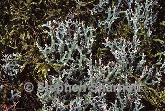 cladonia turgida 7 graphic