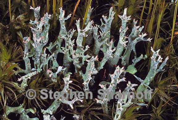 cladonia turgida 8 graphic