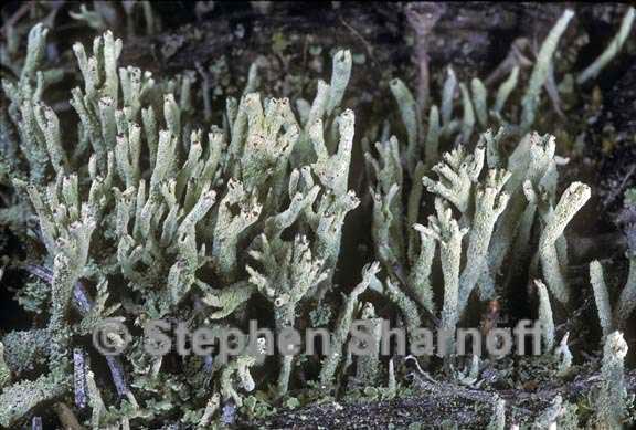 cladonia umbricola 1 graphic