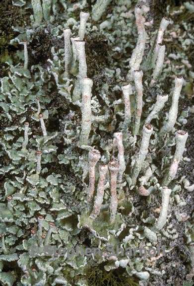 cladonia umbricola 2 graphic