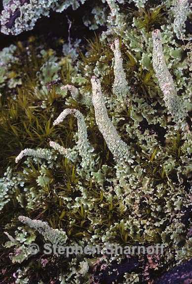 cladonia umbricola 4 graphic