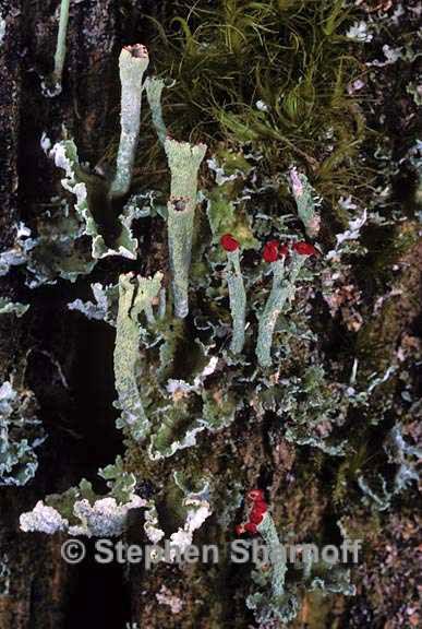 cladonia umbricola 5 graphic