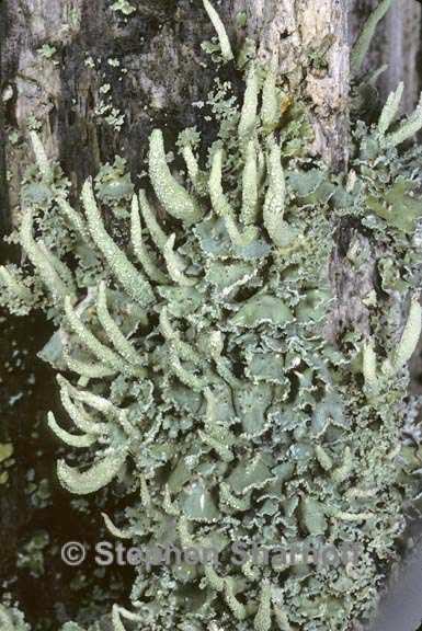 cladonia umbricola 6 graphic