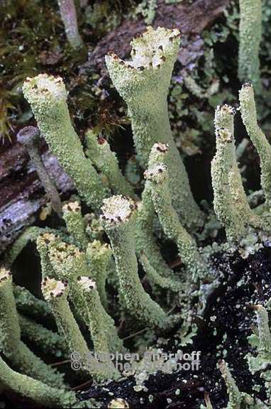 cladonia umbricola 7 graphic