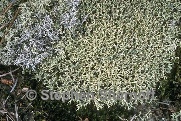 cladonia uncialis 1 graphic