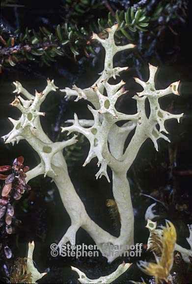 cladonia uncialis 12 graphic