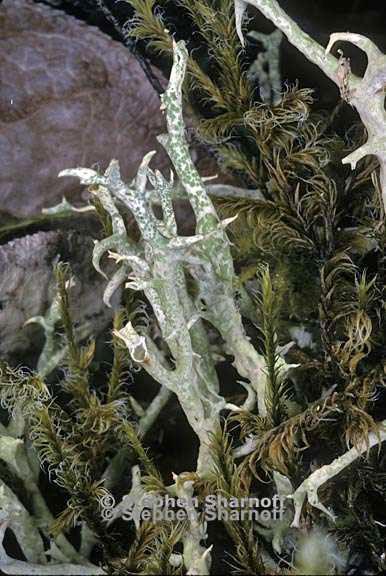 cladonia uncialis 13 graphic