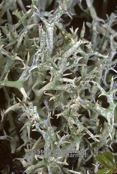 cladonia uncialis 14 graphic