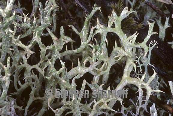 cladonia uncialis 15 graphic