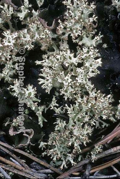 cladonia uncialis 11 graphic