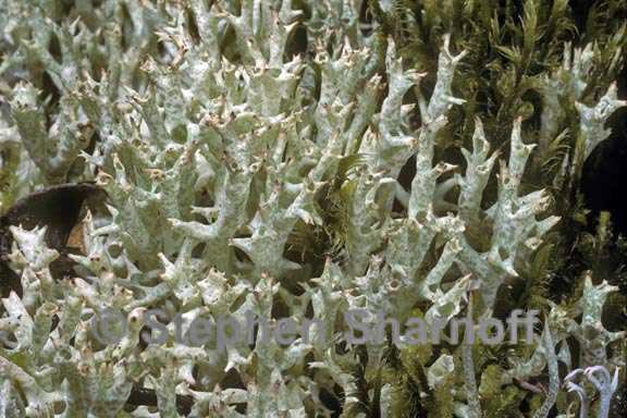 cladonia uncialis 2 graphic