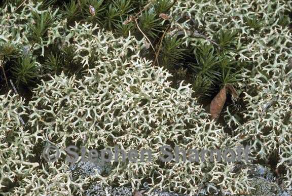 cladonia uncialis 3 graphic