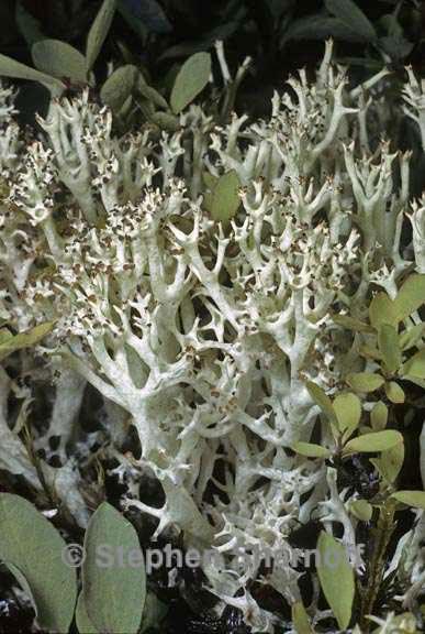 cladonia uncialis 4 graphic