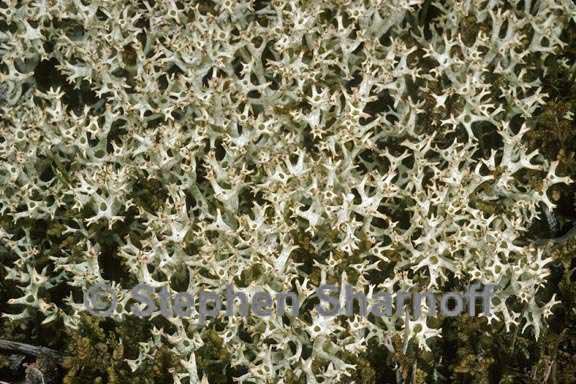 cladonia uncialis 5 graphic