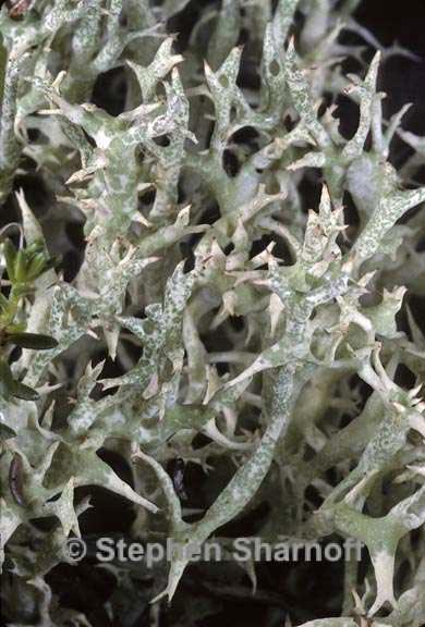 cladonia uncialis 7 graphic