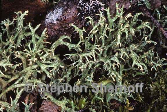 cladonia uncialis 7 graphic