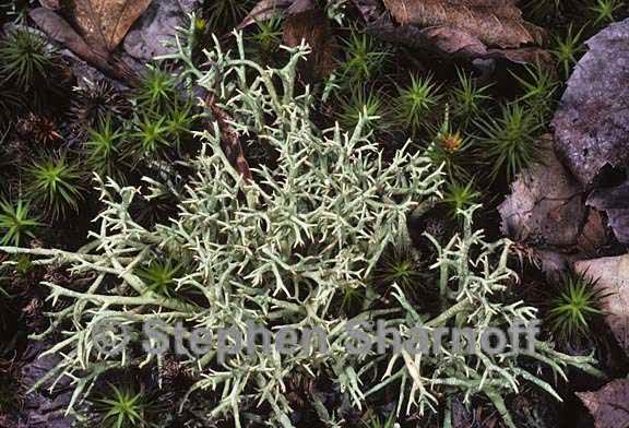 cladonia uncialis 8 graphic