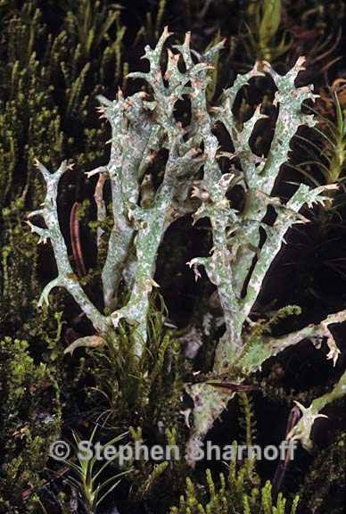 cladonia uncialis 9 graphic