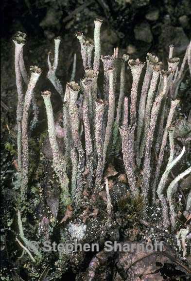 cladonia verruculosa 2 graphic