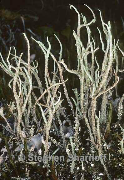 cladonia verruculosa 3 graphic