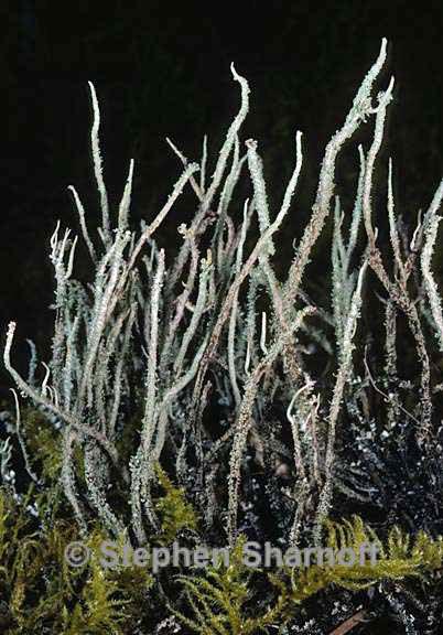 cladonia verruculosa 4 graphic