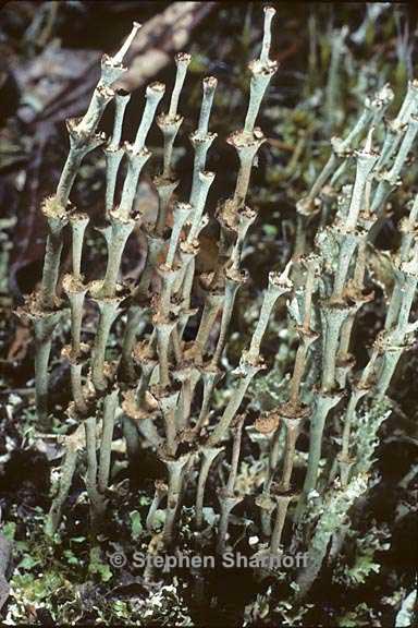 cladonia verticillata 13 graphic