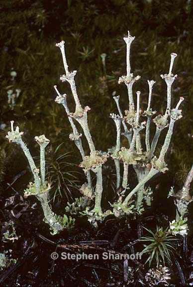 cladonia verticillata 16 graphic