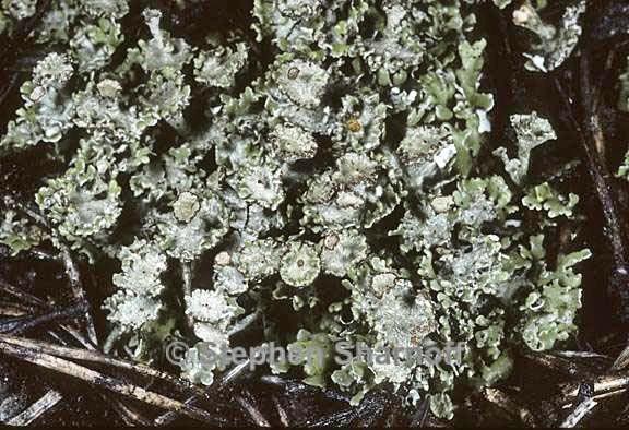 cladonia verticillata 18 graphic