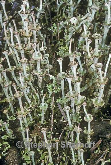 cladonia verticillata 2 graphic