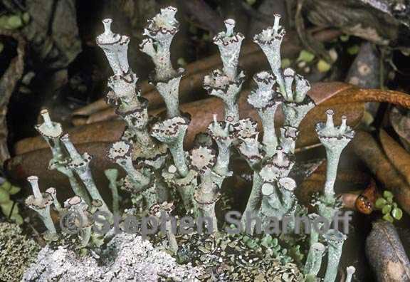 cladonia verticillata 3 graphic