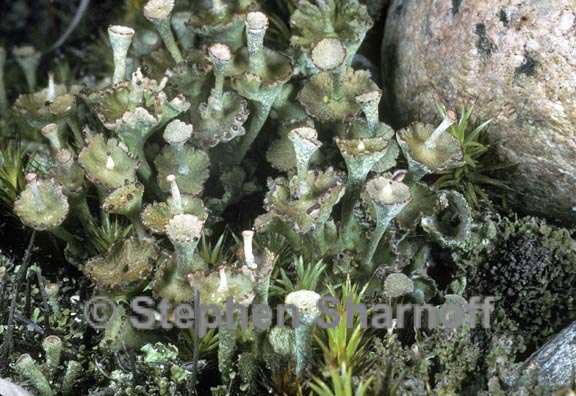 cladonia verticillata 1 graphic