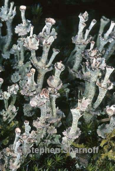 cladonia verticillata 5 graphic