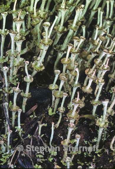 cladonia verticillata 8 graphic