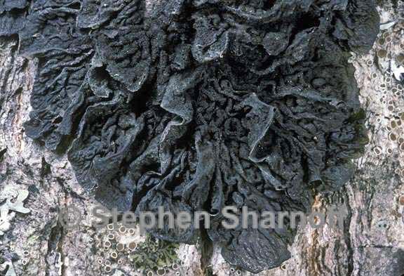 collema furfuraceum 1 graphic