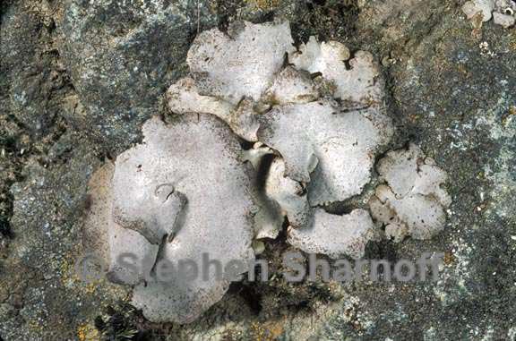 dermatocarpon americanum 1 graphic