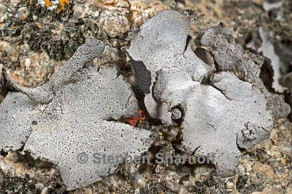 dermatocarpon americanum 7 graphic