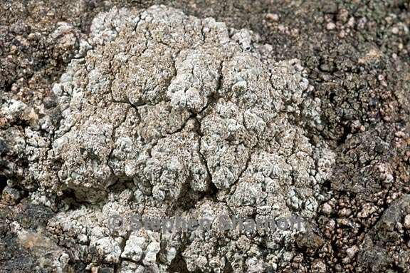 dirina catalinariae 7 graphic