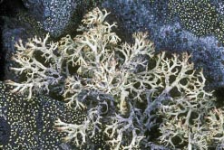 cladonia arbuscula thumbnail graphic