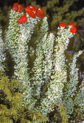 cladonia bellidiflora thumbnail graphic