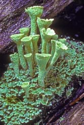 cladonia carneola thumbnail graphic