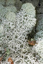 cladonia evansii thumbnail graphic