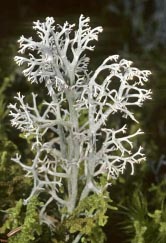 cladonia rangiferina thumbnail graphic