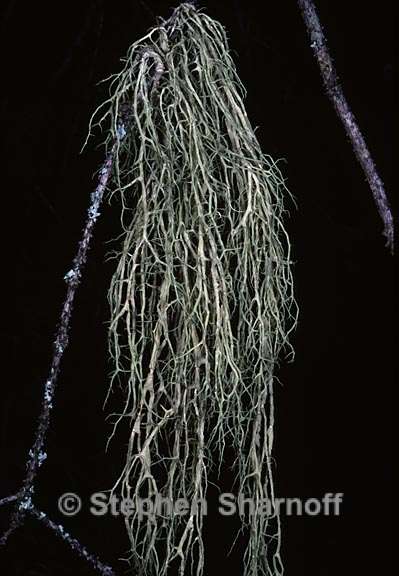 evernia divaricata 10 graphic