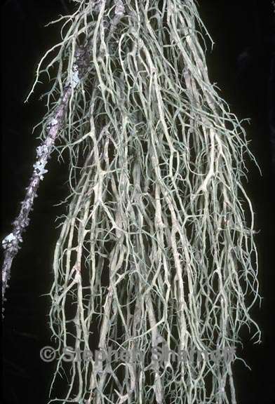 evernia divaricata 2 graphic