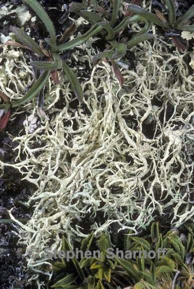 evernia divaricata 3 graphic