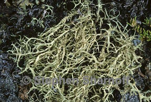 evernia divaricata 5 graphic