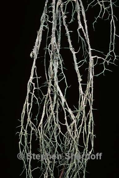 evernia divaricata 8 graphic