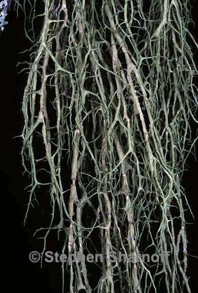 evernia divaricata 9 graphic