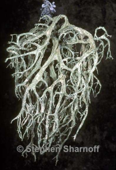 evernia mesomorpha 2 graphic